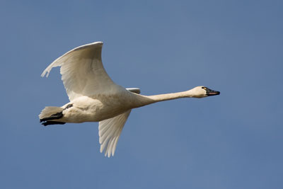 The Swan Migration and Swan Species